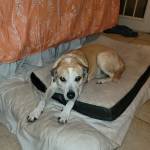 Photo of Rico & Lizzie