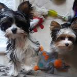 Photo of Teddy and Libby