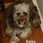 Photo of Daisy