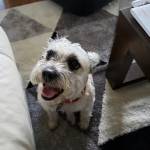 Photo of Chomus & Clyde