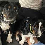 Photo of Potter and Gizmo