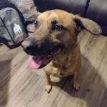 Photo of Gino & Harley