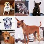 Photo of Jackson, Morgan, Madison, London, Lola, Rye & Amber