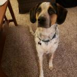 Photo of Dexter & Stella