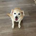 Photo of Ollie / Duke