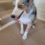 Photo of Dixie & Daisy