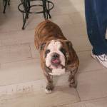 Photo of Blizzard, Lily & Dakota