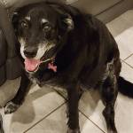 Photo of Carlin & Pup