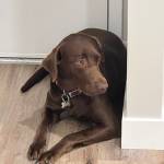 Photo of Baxley / Maddie