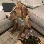 Photo of Jax and Romeo