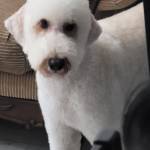 Photo of Balla, Hachi & Peludo