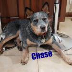 Photo of Chase