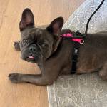 Photo of Chloe / Ollie