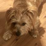 Photo of Gunner and Camilla