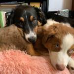 Photo of Tinkerbell and Red5