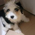 Photo of Juno & Louie