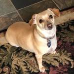 Photo of Mojo & Jasmine