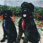 Photo of Benjamin Frances & Bartholomew Douglas