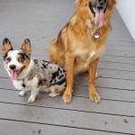 Photo of Rufio and Kaiba