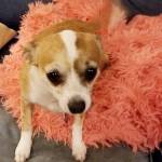 Photo of Peanut, Slate & Snickers