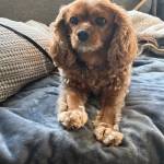 Photo of Bella / Palma