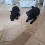 Photo of Rosie & Scuba