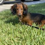 Photo of Opus Maximus