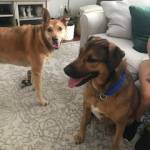 Photo of Nova & Atlas