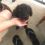 Photo of Luna / Kiki