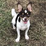 Photo of Rocco and Coco