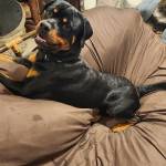 Photo of Chops, JJ, Tessa, Layla, Sadie & Bella