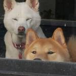 Photo of Yoshi & Sugar