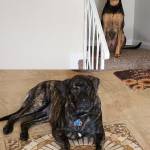 Photo of Maggie & Zeus