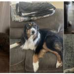 Photo of Remi, Dixie, Jack, and Charlie