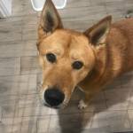 Photo of Rocky / Belle / Miley