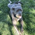 Photo of Massi - dog from animal rescue (AFLAR)