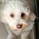 Photo of Luna & Luca