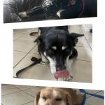 Photo of Roscoe, Pepper, and Finn