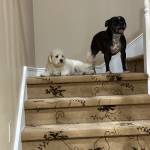 Photo of Charlie/Reptar