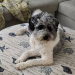 Photo of Beau & Belle