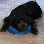 Photo of Bruno, Mambo, & Ellie