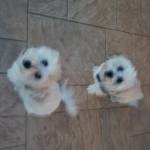 Photo of Rocky and Rosie