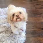 Photo of Roxie & Rufas