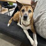 Photo of Fin / Koona