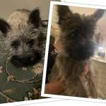 Photo of Scout & Radley