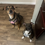 Photo of Magnolia & Frankie