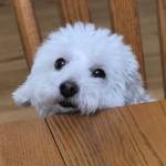 Photo of Chase, Saffy, Mushy