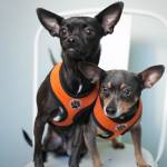 Photo of Gracie & Trixie