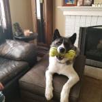 Photo of Bear (Bearington)