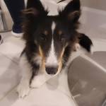 Photo of Teddy & Joey